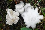 Leucocybe connata