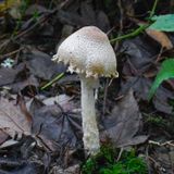 Lepiota clypeolaria