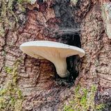 Pleurotus dryinus