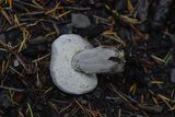 Hypomyces microspermus