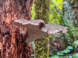 Jahnoporus hirtus