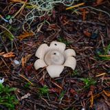 Geastrum saccatum