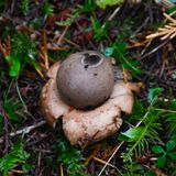 Geastrum saccatum