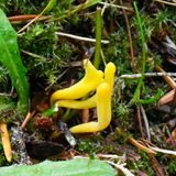 Neolecta vitellina