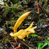 Neolecta vitellina