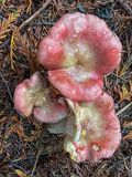 Russula mordax
