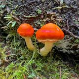 Pyrrhuylomyces  astragalinus