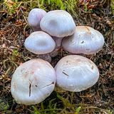 Cortinarius camphoratus
