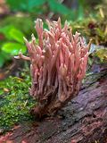 Ramaria rubella forma rubella