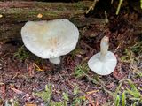 Russula emetica