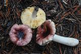 Russula pseudotsugarum