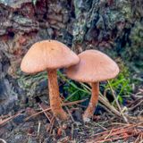 Laccaria bicolor