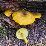 Tricholomopsis decora