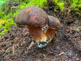 Boletus fibrillosus