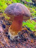 Boletus fibrillosus