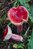 Russula rhodocephala