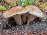 Tricholoma ammophilum
