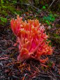 Ramaria araispora, var. araispora