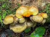 Sarcomyxa serotina