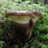 Tapinella atrotomentosa