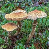 Cystoderma amianthinum