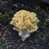Ramaria cystidiophora