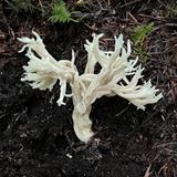 Clavulina rugosa