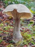 Clitocybe nebularis