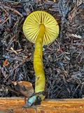 Gliophorus psittacinus