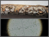 Peniophora limitata on fallen ash branch Carlton Wood NNotts 2023-3-25.jpg