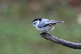 _84A3595-CR2_DxO_DeepPRIME-2 copy.jpg