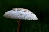  Parasol mushroom 2