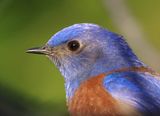 3 WESTERN BLUEBIRD  
