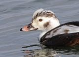 12 LONG-TAILED DUCK 