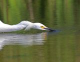 5 SNOWY EGRET BILL