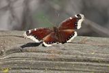 1 MOURNING CLOAK