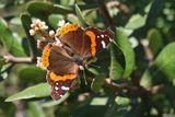 12 RED ADMIRAL