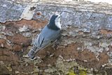 White-breasted Nuthatch foraging on downed coast live oak
