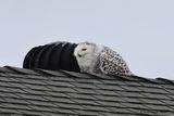 Snowy Owl laying down