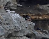 Chicks becoming fledglings (look for dark brown blobs)