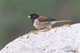 Dark-eyed Junco
