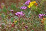 Sand Verbena flowers 