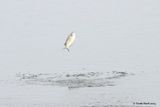 Mullet jumping
