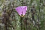 Splendid Mariposa Lily 