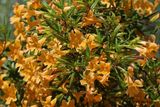 Monkey Flower 