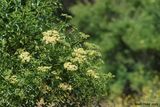 Blue Elderberry flowers