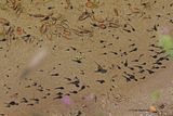 So many tadpoles!