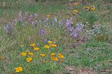 Enjoyed the wildflowers!