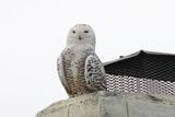 January - Snowy Owl (in Cypress, Orange County, January 2023)