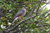When Coopers Hawk visits yard, everything disappears for awhile